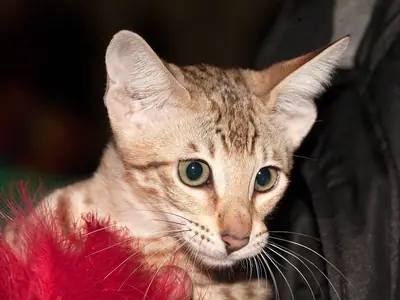 Mèo Savannah đốm nâu vàng nhìn thẳng, cạnh lông vũ đỏ