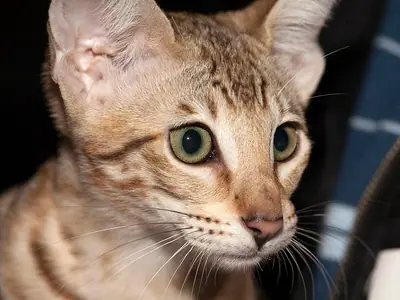 Cận mặt mèo Savannah đốm nâu, mắt xanh vàng nhìn chăm chú