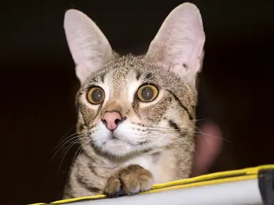 Mèo Savannah đốm nâu tai to, mắt tròn, gác chân lên lồng