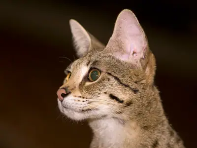 Mèo Savannah đốm nâu tai to nhìn sang trái, nền tối