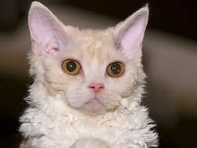 Mèo Selkirk Rex kem trắng lông xoăn, tai to, mắt cam nhìn thẳng