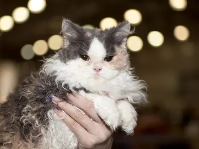 Mèo Selkirk Rex lông xoăn xù trắng xám điểm kem được người bế