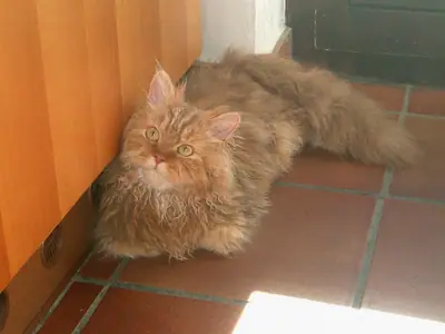 Mèo Selkirk Rex màu quế lông xù nằm trên sàn gạch
