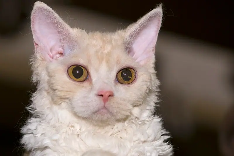 Mèo Selkirk Rex kem trắng lông xoăn, tai to, mắt cam nhìn thẳng