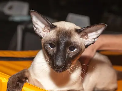 Mèo Xiêm seal point thân thon, tai to, tì chân lên mép đệm vàng