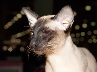 Mèo Xiêm seal point mặt sẫm hình nêm, ngồi nhìn sang bên