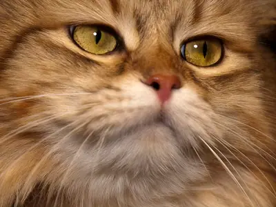 Mèo Siberian vằn vàng nâu nhìn sang bên, lông má dày