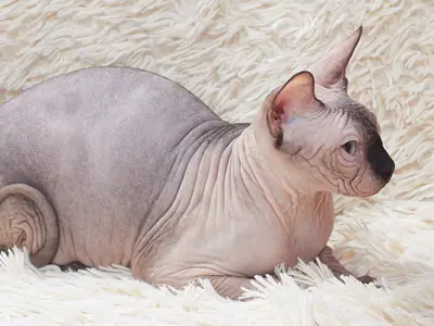 Mèo Sphynx trưởng thành nằm phục nhìn nghiêng trên thảm lông trắng