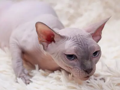 Mèo Sphynx da hồng xám nằm sát thảm lông trắng, mắt lim dim
