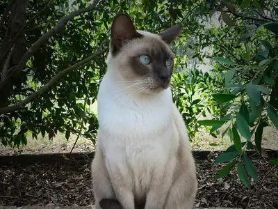 Mèo Tonkinese điểm sẫm mắt xanh ngồi trước bụi cây xanh