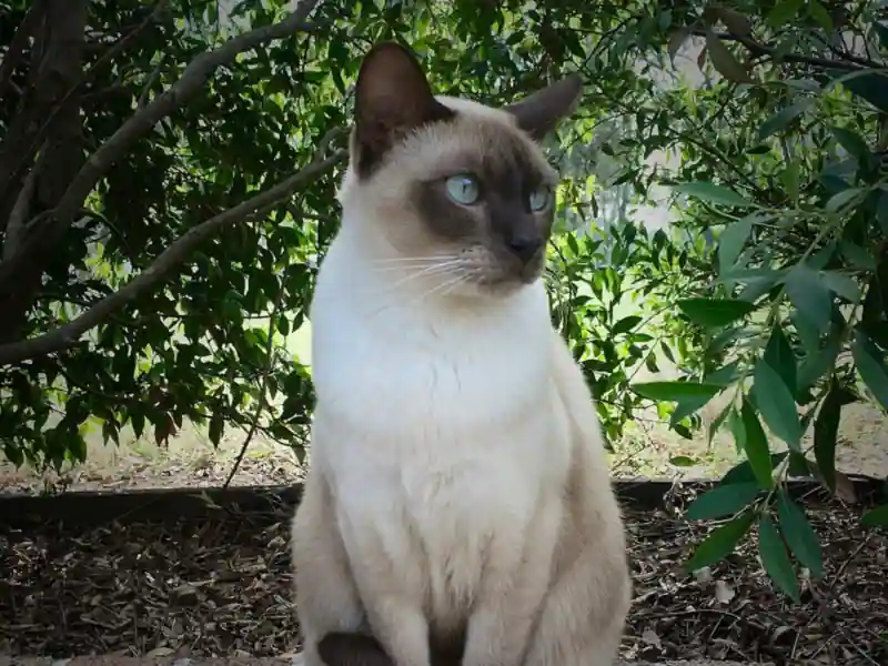 Mèo Tonkinese điểm sẫm mắt xanh ngồi trước bụi cây xanh