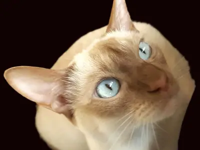 Mèo Tonkinese mink màu quế ngước nhìn lên, mắt xanh nhạt
