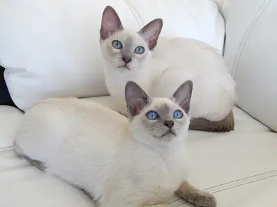 Hai mèo con Tonkinese màu tử đinh hương mắt xanh trên ghế trắng