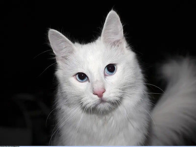 Mèo Angora Thổ Nhĩ Kỳ trắng muốt, mắt xanh, đuôi xù, nền đen