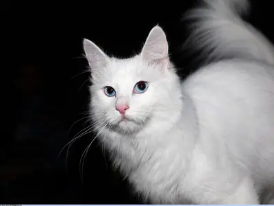 Mèo Angora Thổ Nhĩ Kỳ trắng đứng, đuôi dựng cao phía sau
