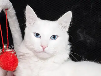 Mèo Angora Thổ Nhĩ Kỳ trắng mắt xanh cạnh đồ chơi bông đỏ