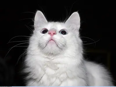 Mèo Angora Thổ Nhĩ Kỳ trắng ngẩng đầu nhìn lên, nền đen