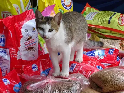 Mèo ta mướp trắng đứng trên các bao thức ăn ở một cửa hàng tại Bắc Hà, Lào Cai