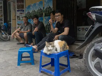Mèo ta tam thể ngồi trên ghế nhựa xanh ở vỉa hè Hà Nội, phía sau là mấy người đàn ông